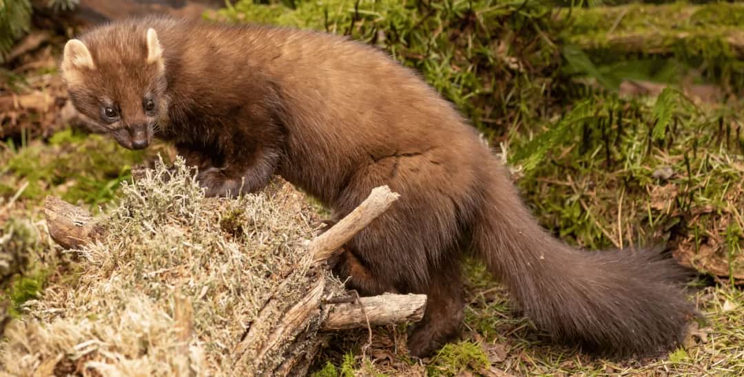 Skuteczne sposoby na to, jak usunąć kuny z poddasza bez bólu